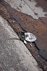 2hrundelsgr050404.jpg