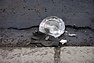 3hrundelsgr050404.jpg