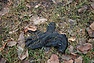 DSC_0019.JPG