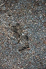 DSC_0711.JPG