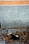 DSC_0724.JPG