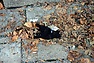 DSC_0725.JPG