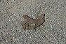 DSC_1254.JPG
