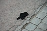 DSC_1935.JPG