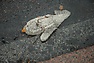 DSC_2008.JPG