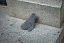 DSC_2158.JPG