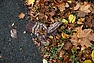 DSC_2212.JPG