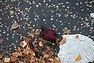 DSC_2220.JPG