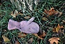 DSC_2379.JPG