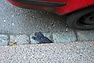 DSC_2597.JPG