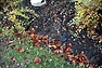DSC_2633.JPG