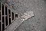 DSC_2681.JPG