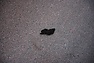 DSC_2702.JPG