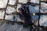 DSC_3448.JPG