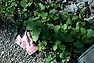 DSC_4092.JPG