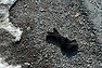 DSC_7243.JPG
