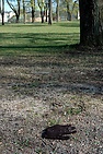 DSC_7803.JPG