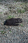 DSC_7804.JPG