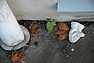 hämtadbarnvringg4.jpg
