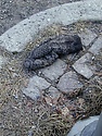 vanterefuglutis1.jpg